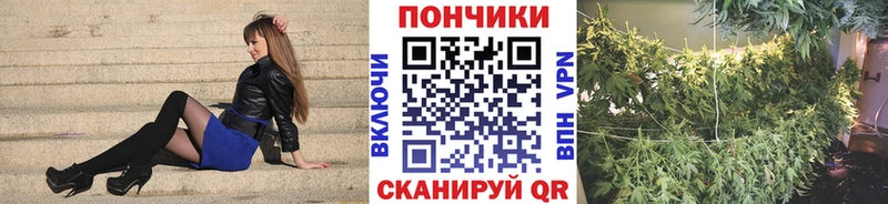 Канабис семена  закладка  Сегежа 